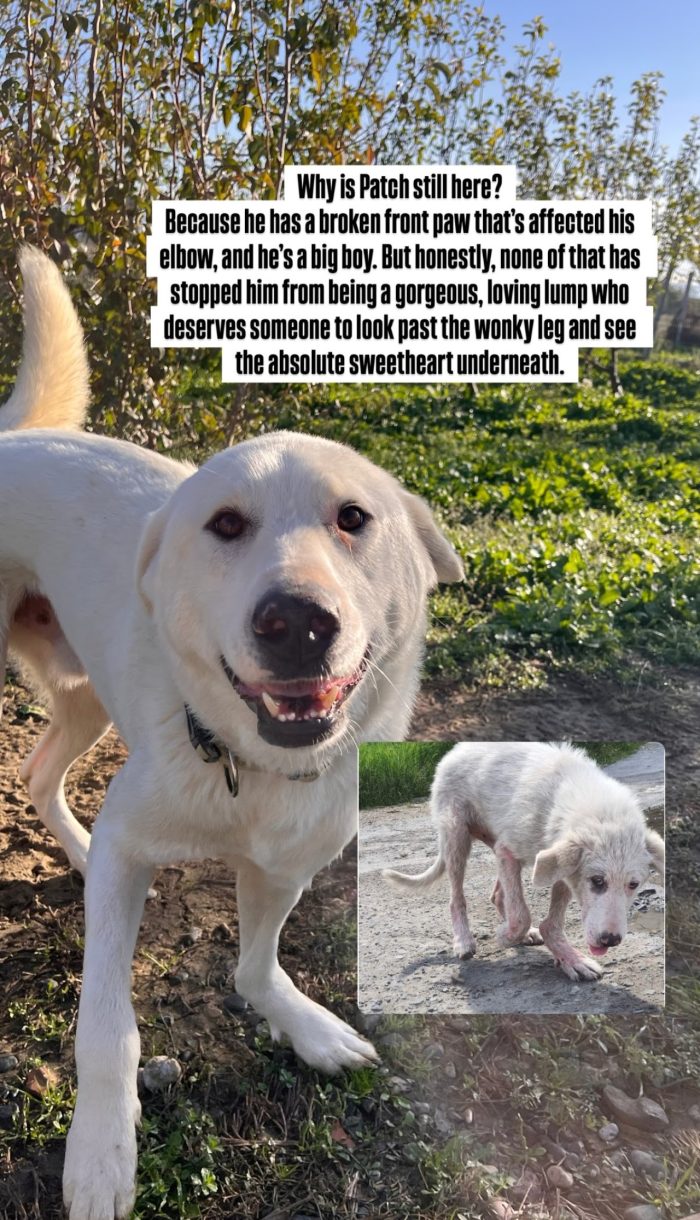 Patch wants a home - media 8