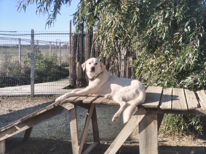 Patch wants a home - media 9