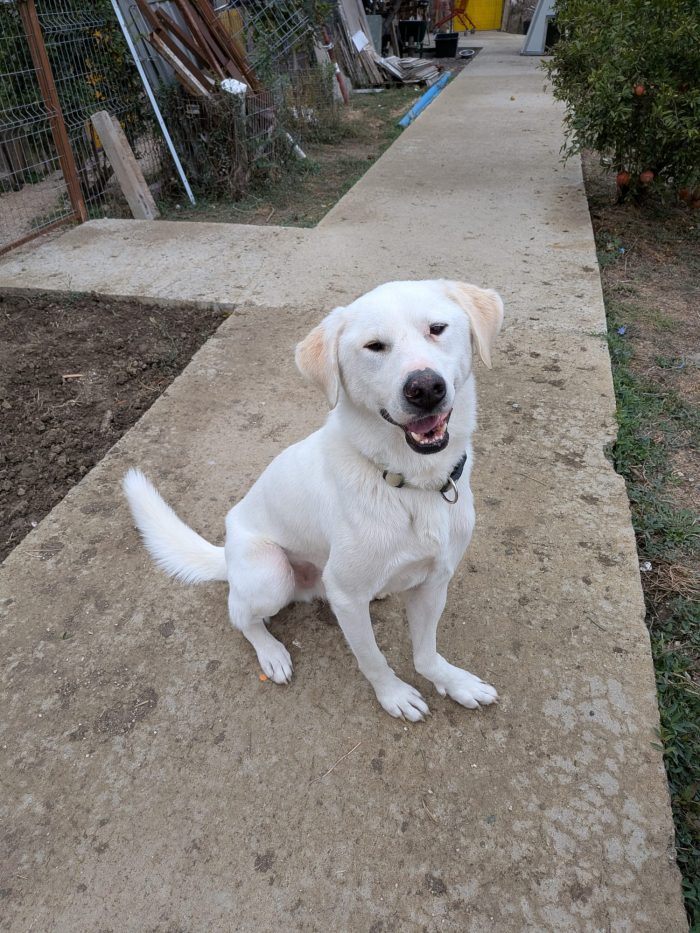 Patch wants a home