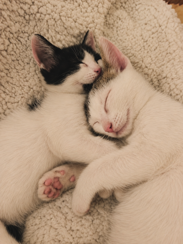 ❤️ BONBON ED ET: DUE PICCOLI CUORI CHE CERCANO CASA INSIEME 🐾  La loro mamma è morta investita. Loro avevano appena 10 giorni di vita. 💔