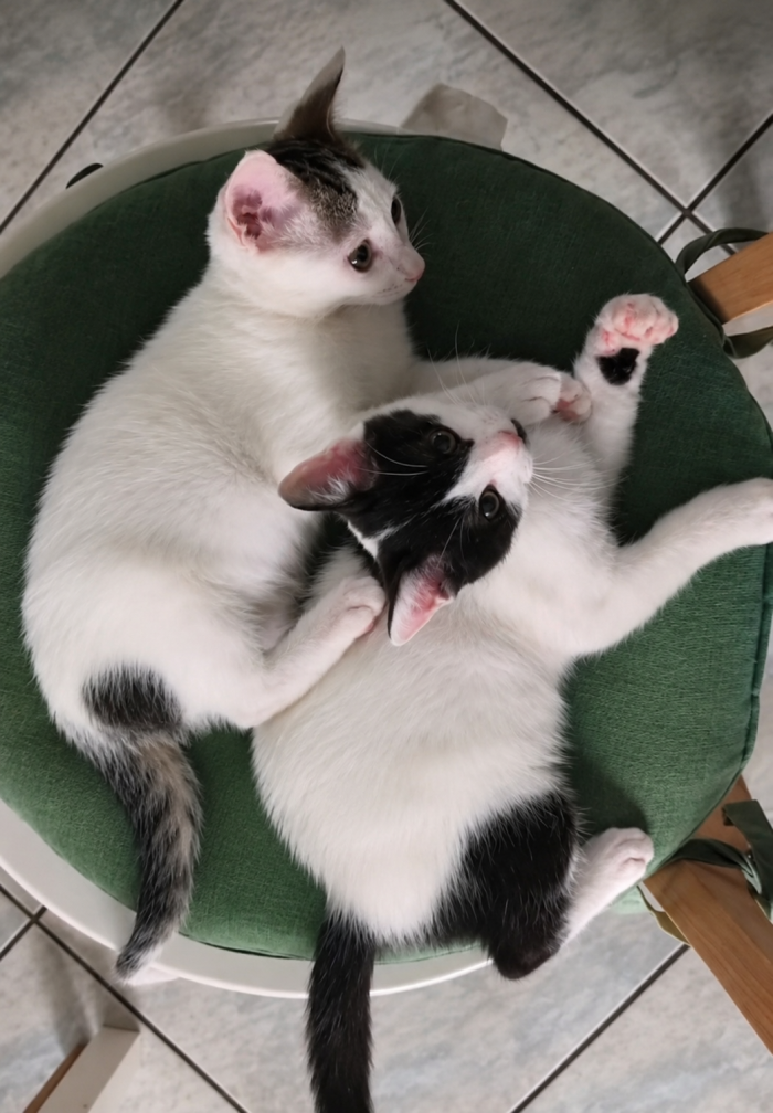 ❤️ BONBON ED ET: DUE PICCOLI CUORI CHE CERCANO CASA INSIEME 🐾  La loro mamma è morta investita. Loro avevano appena 10 giorni di vita. 💔