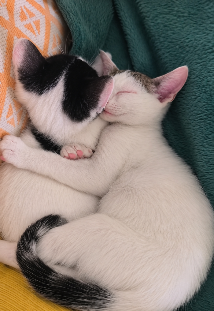 ❤️ BONBON ED ET: DUE PICCOLI CUORI CHE CERCANO CASA INSIEME 🐾  La loro mamma è morta investita. Loro avevano appena 10 giorni di vita. 💔 - media 4