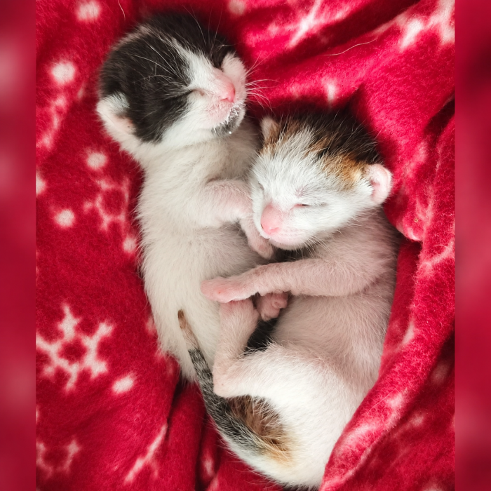 ❤️ BONBON ED ET: DUE PICCOLI CUORI CHE CERCANO CASA INSIEME 🐾  La loro mamma è morta investita. Loro avevano appena 10 giorni di vita. 💔 - media 6