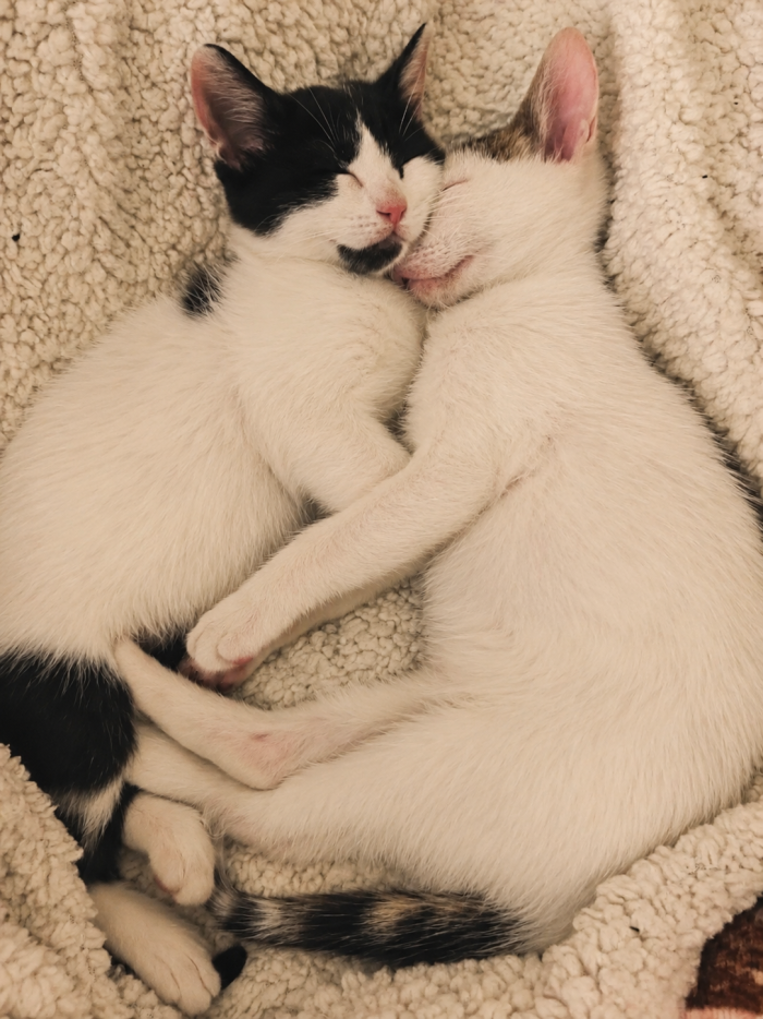 ❤️ BONBON ED ET: DUE PICCOLI CUORI CHE CERCANO CASA INSIEME 🐾  La loro mamma è morta investita. Loro avevano appena 10 giorni di vita. 💔 - media 5