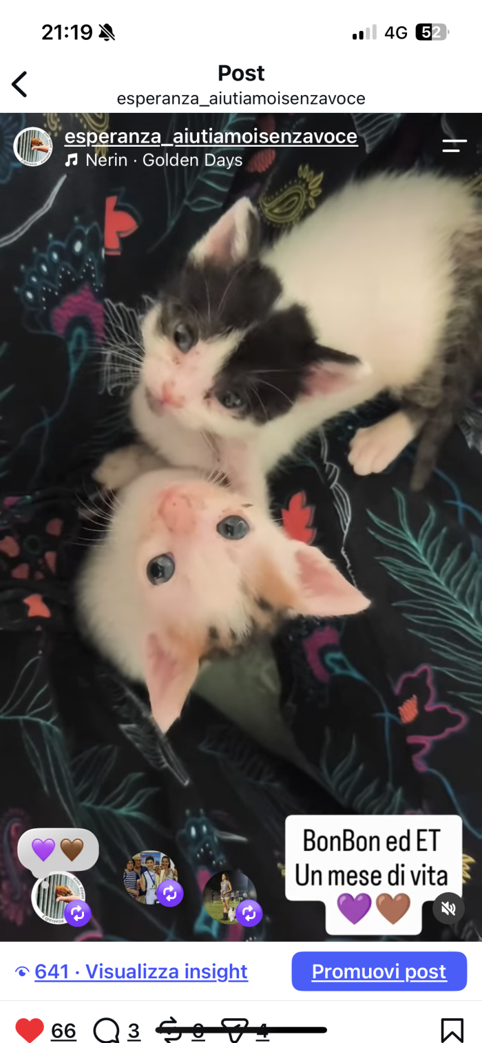❤️ BONBON ED ET: DUE PICCOLI CUORI CHE CERCANO CASA INSIEME 🐾  La loro mamma è morta investita. Loro avevano appena 10 giorni di vita. 💔 - media 7