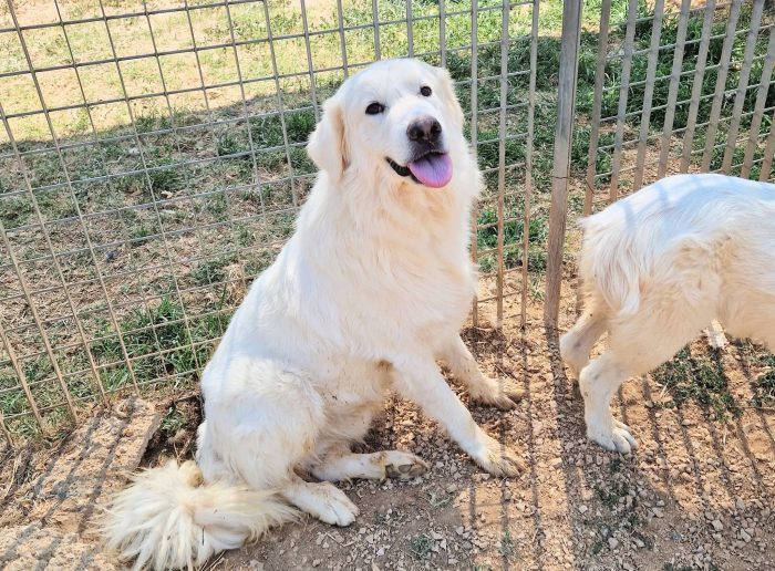 HUNTER,IN CANILE,ADOTTABILE IN TUTTA ITALIA!