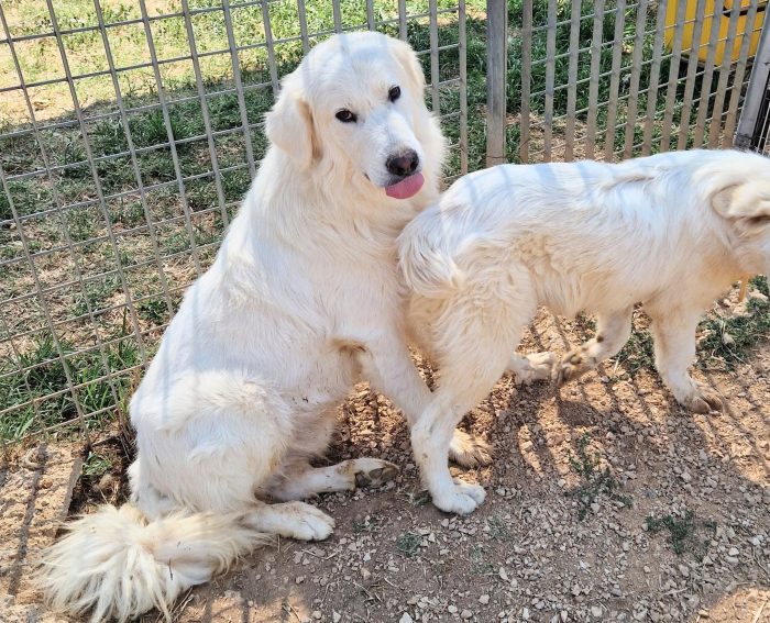 HUNTER,IN CANILE,ADOTTABILE IN TUTTA ITALIA!