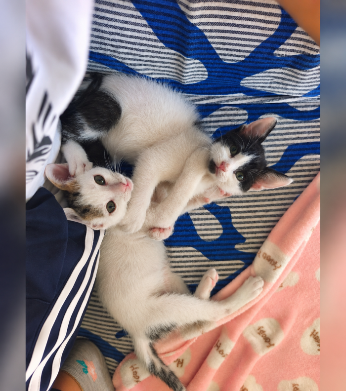 ❤️ BONBON ED ET: DUE PICCOLI CUORI CHE CERCANO CASA INSIEME 🐾  La loro mamma è morta investita. Loro avevano appena 10 giorni di vita. 💔 - media 8
