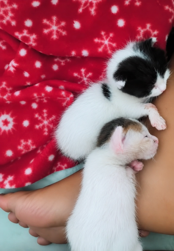 ❤️ BONBON ED ET: DUE PICCOLI CUORI CHE CERCANO CASA INSIEME 🐾  La loro mamma è morta investita. Loro avevano appena 10 giorni di vita. 💔 - media 9