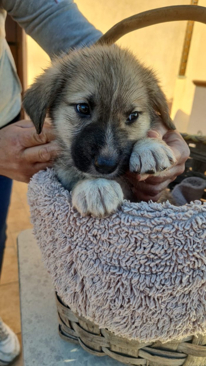 Milo meraviglioso dolce cucciolo cerca casa - media 4