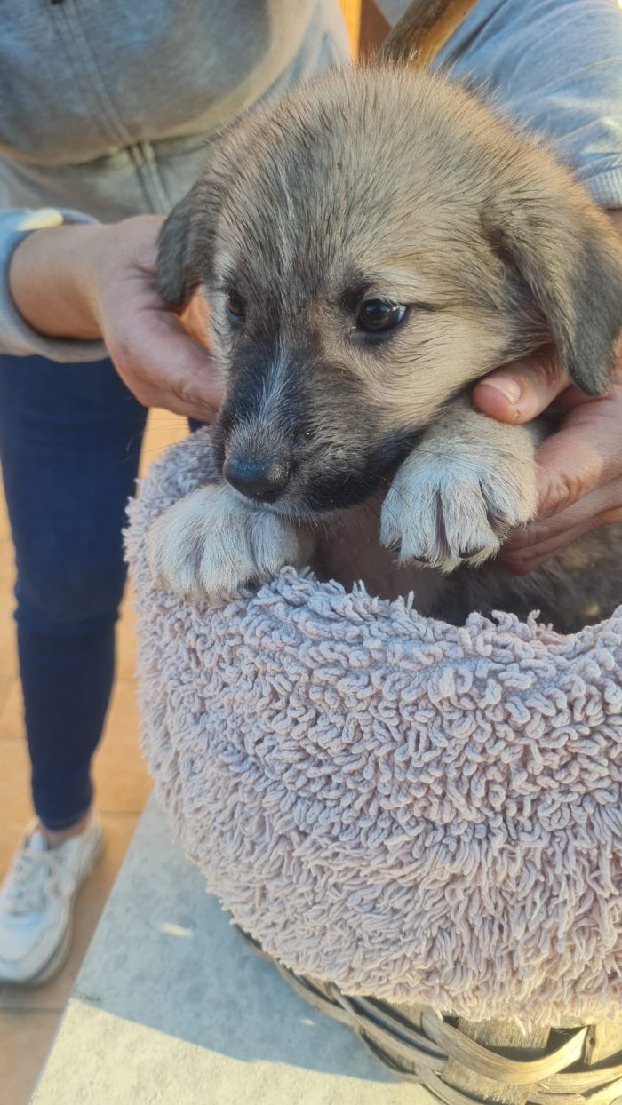 Milo meraviglioso dolce cucciolo cerca casa - media 5