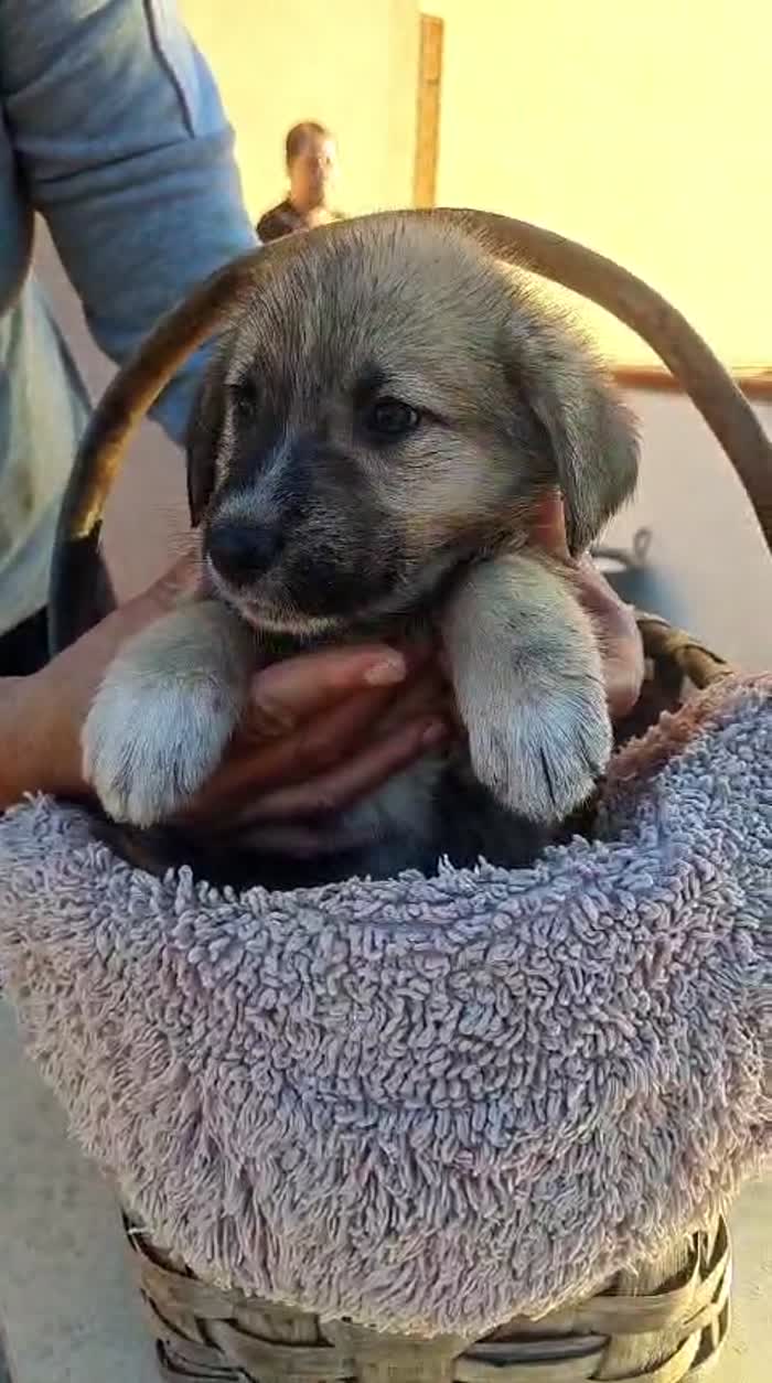 Milo meraviglioso dolce cucciolo cerca casa - media 6