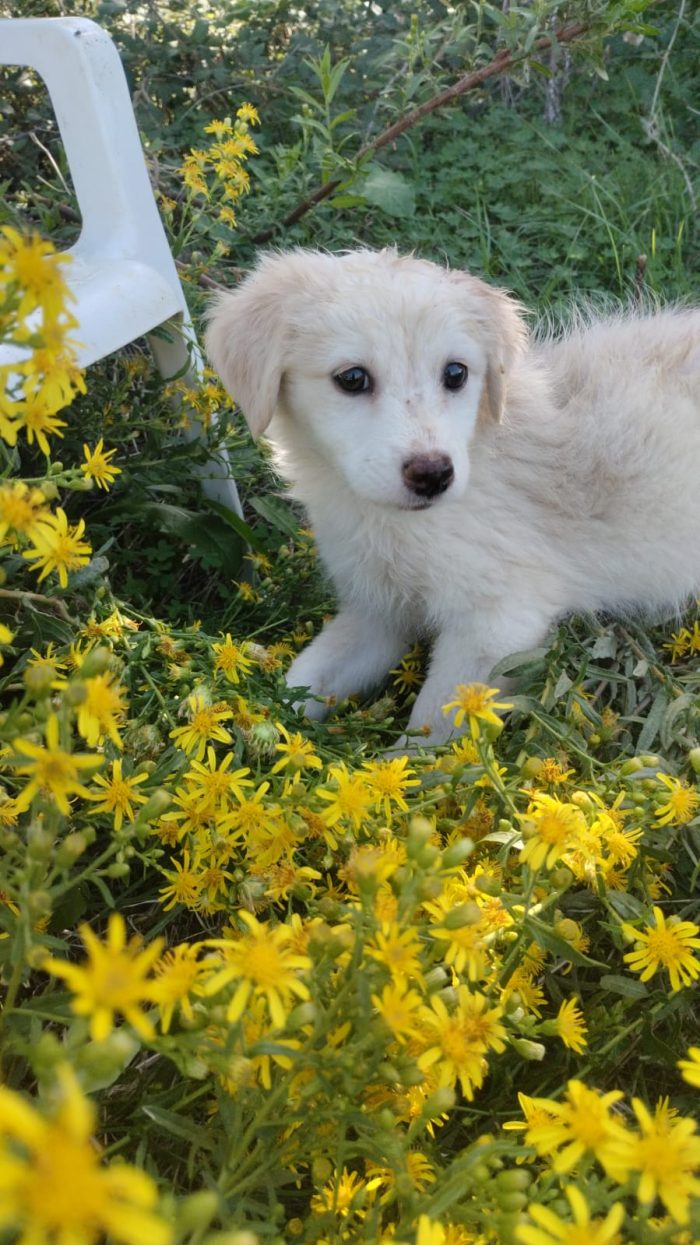 Stella splendida dolce cucciola cerca casa