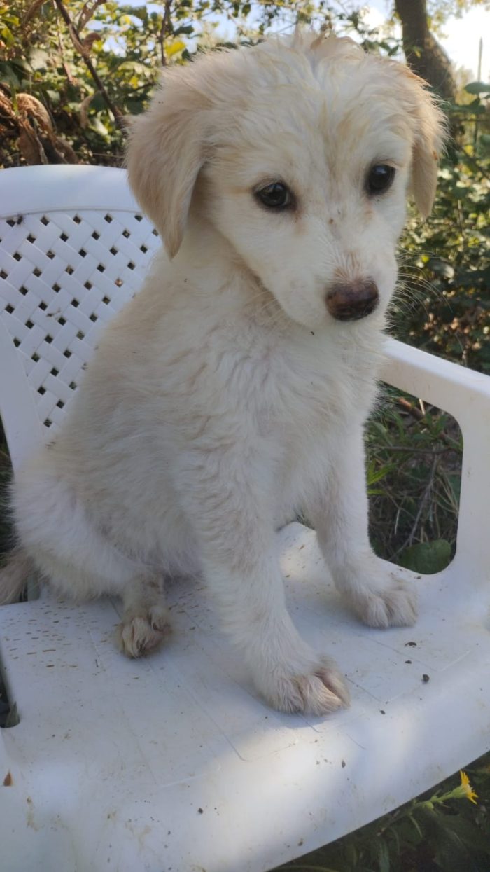 Stella splendida dolce cucciola cerca casa - media 4