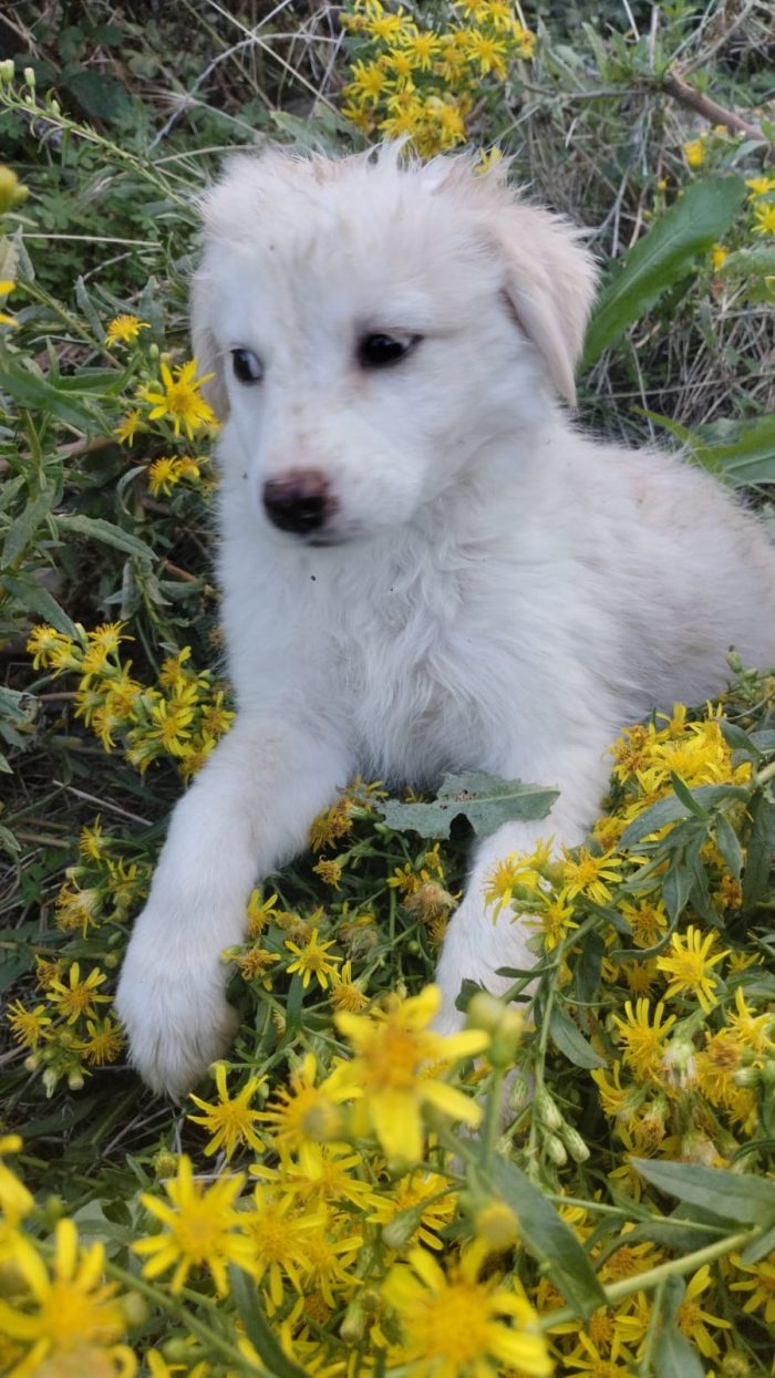 Stella splendida dolce cucciola cerca casa - media 5