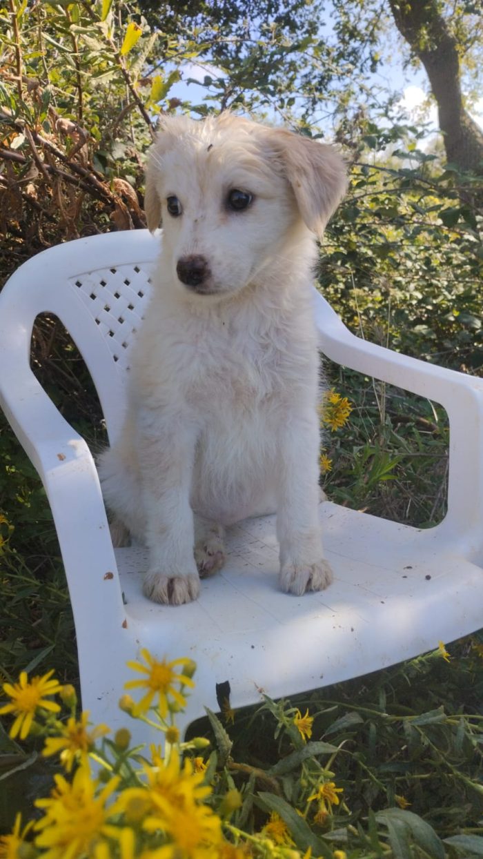 Stella splendida dolce cucciola cerca casa