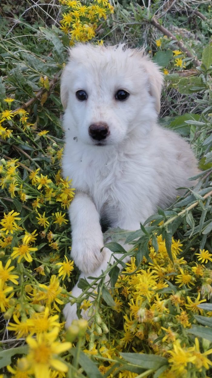 Stella splendida dolce cucciola cerca casa - media 8