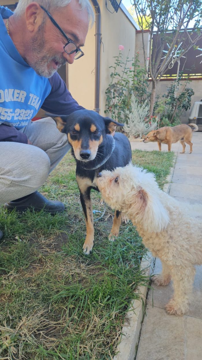 Philips dolce simil pinscher cerca casa
