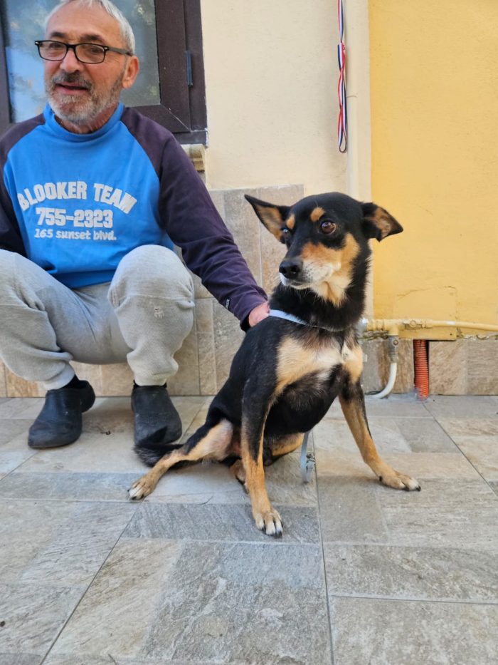 Philips dolce simil pinscher cerca casa