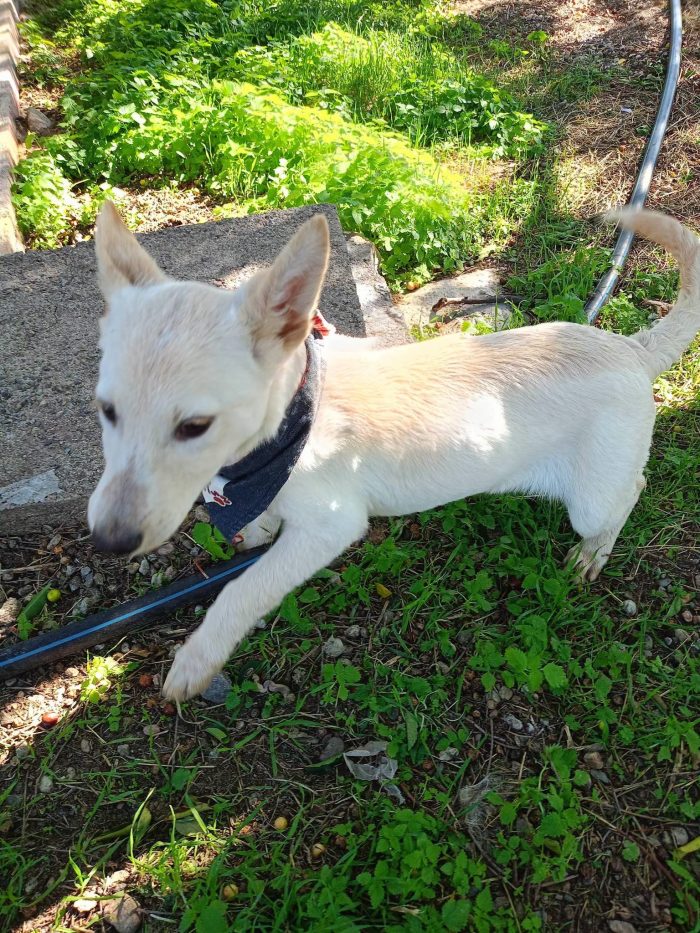 Tessa, una cucciola dolcissima in cerca di casa