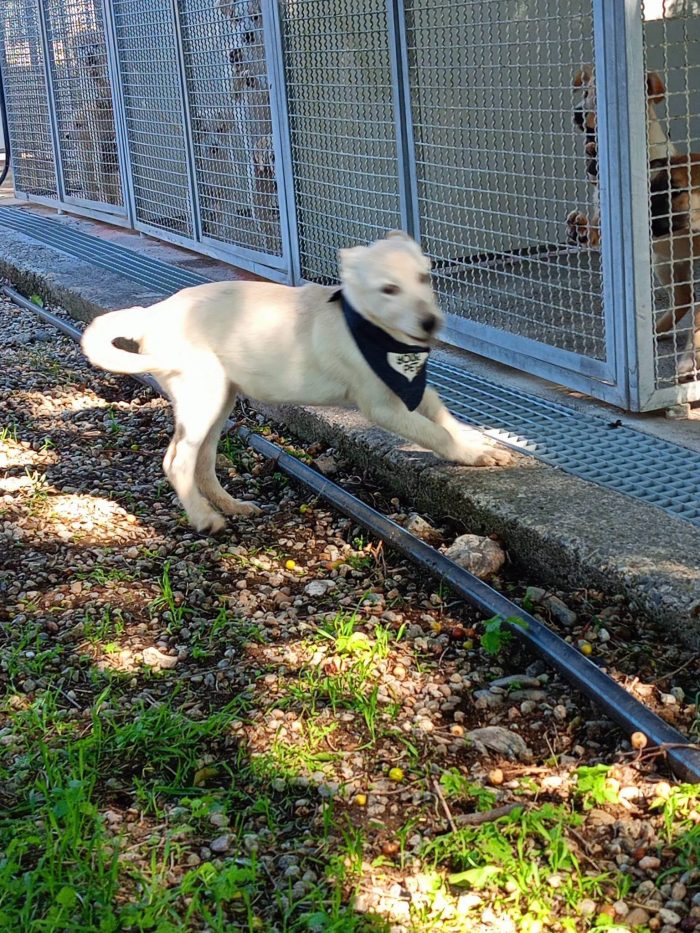 Tessa, una cucciola dolcissima in cerca di casa