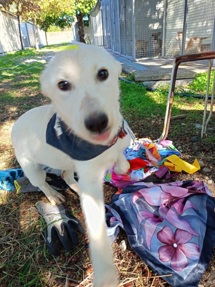 Tessa, una cucciola dolcissima in cerca di casa