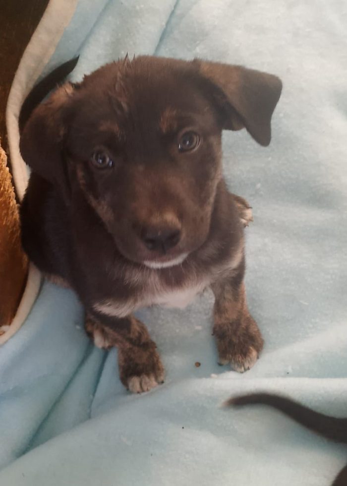 Tito 2mesi e 1/2 tg medio/ grande SOS SALVEZZA. CAGLIARI