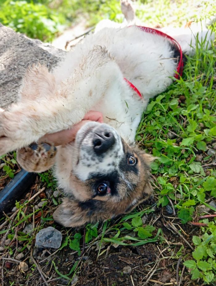 Nova , dolcissima “orsetta” , in cerca di una famiglia