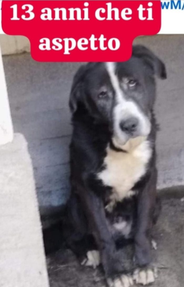 Geppetto 13anni tutta la vita in canile ROMA