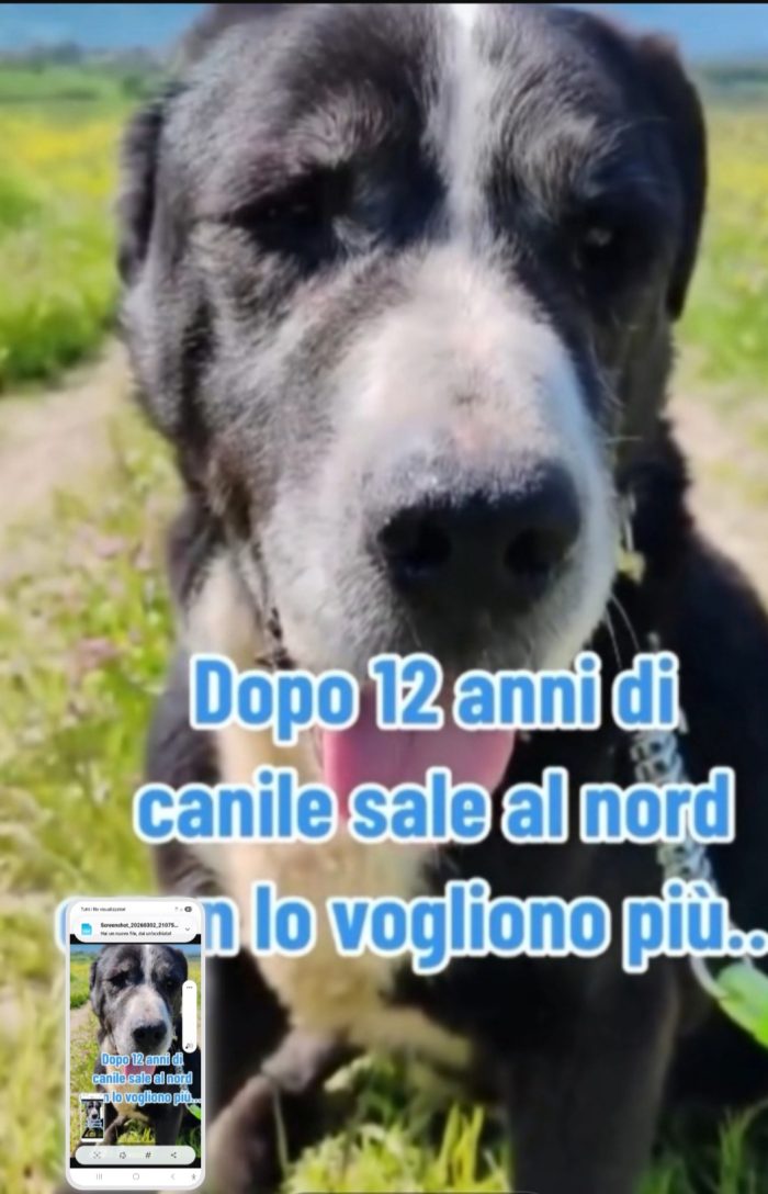 Geppetto 13anni tutta la vita in canile ROMA
