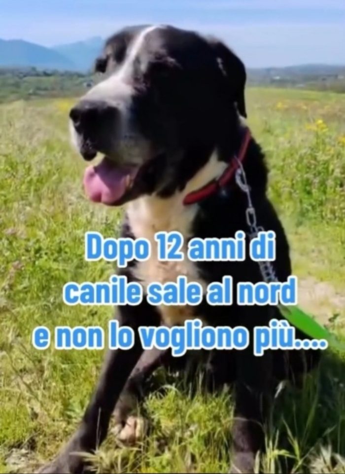 Geppetto 13anni tutta la vita in canile ROMA