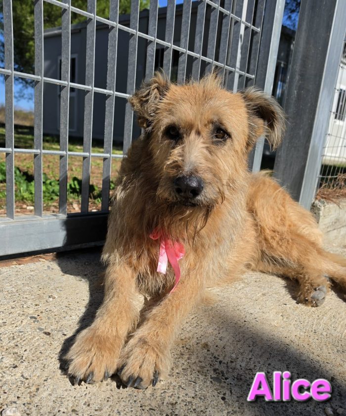 FEMMINA MIX SPINONE