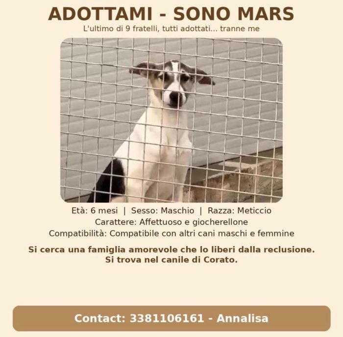 Mars l’unico fratellino rimasto in canile - media 4