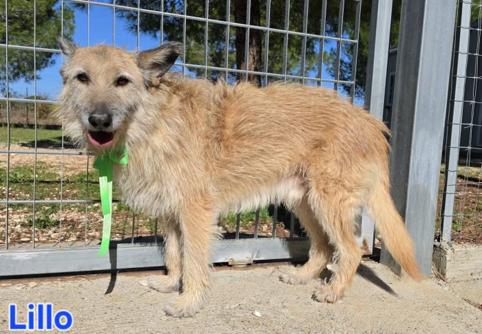 MASCHIO SIMIL SPINONE