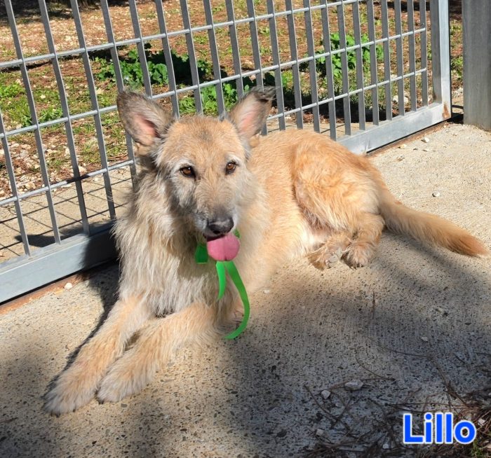 MASCHIO SIMIL SPINONE