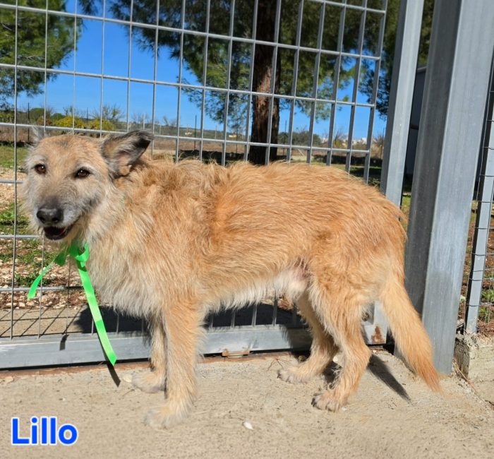 MASCHIO SIMIL SPINONE - media 5