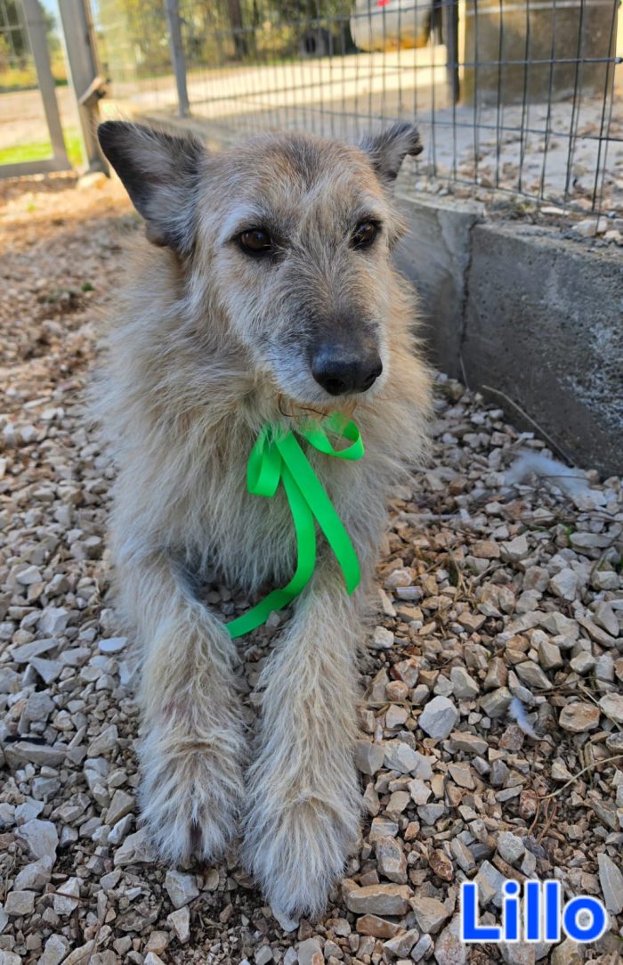 MASCHIO SIMIL SPINONE - media 4