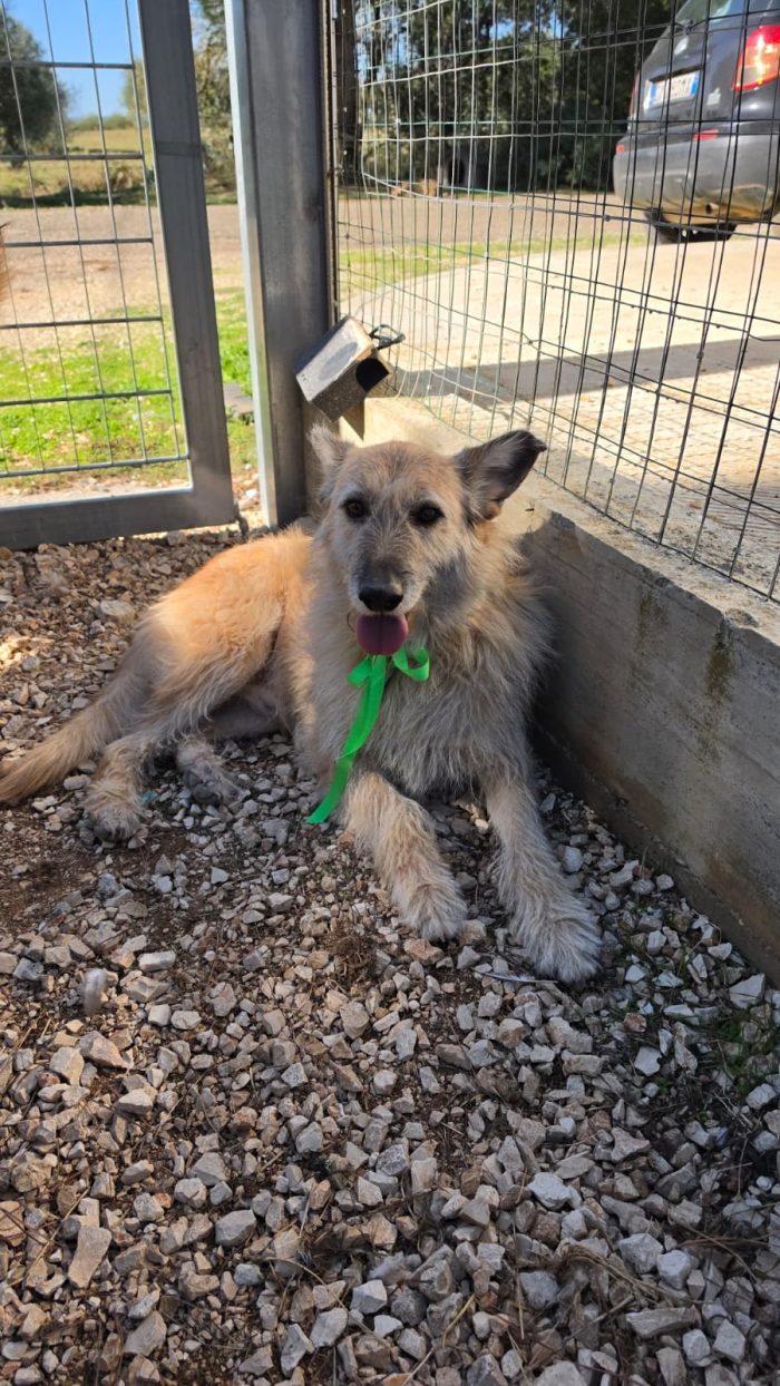 MASCHIO SIMIL SPINONE - media 6