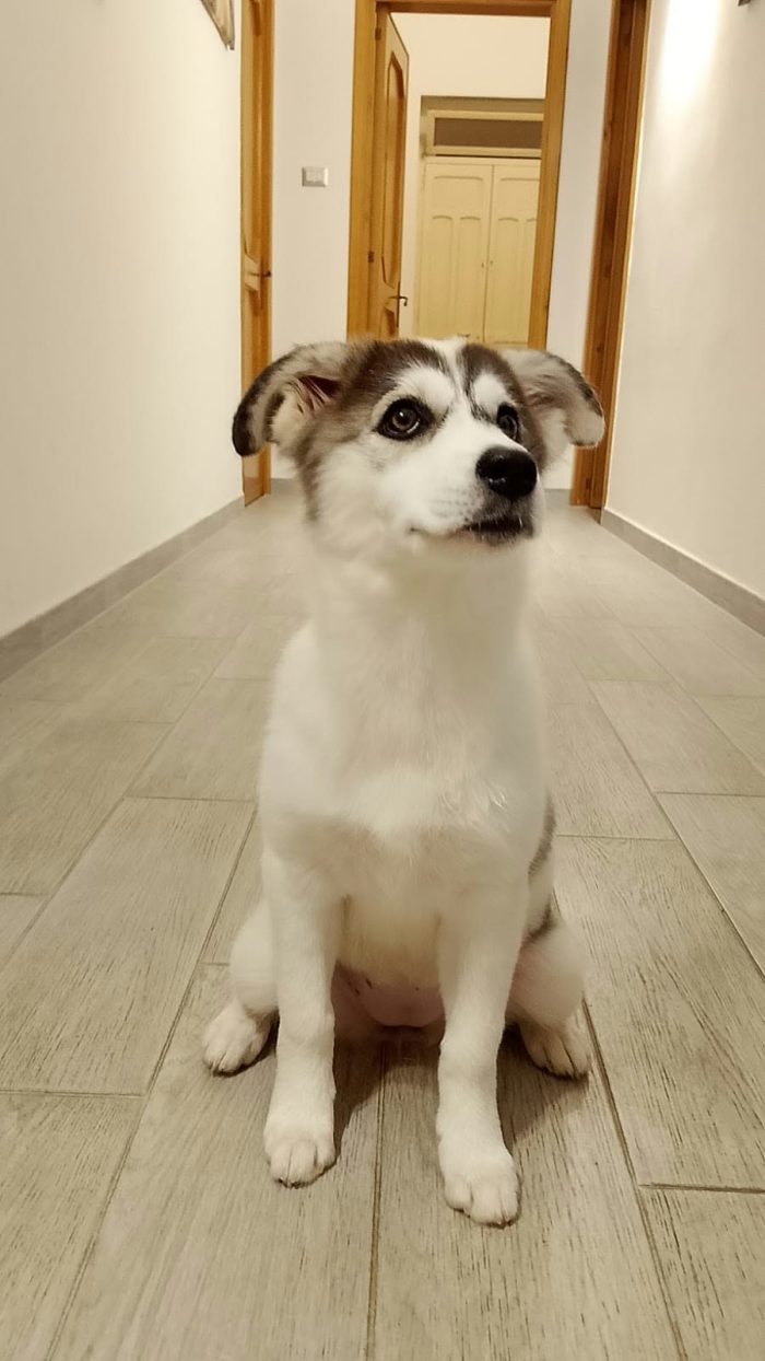 Isaura mix Husky in adozione.