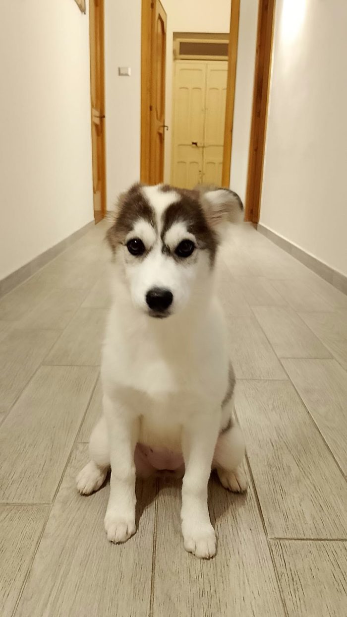 Isaura mix Husky in adozione.