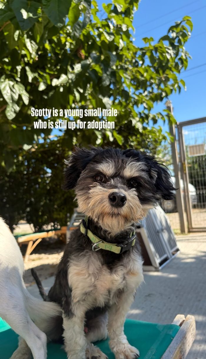 Scotty wants a home