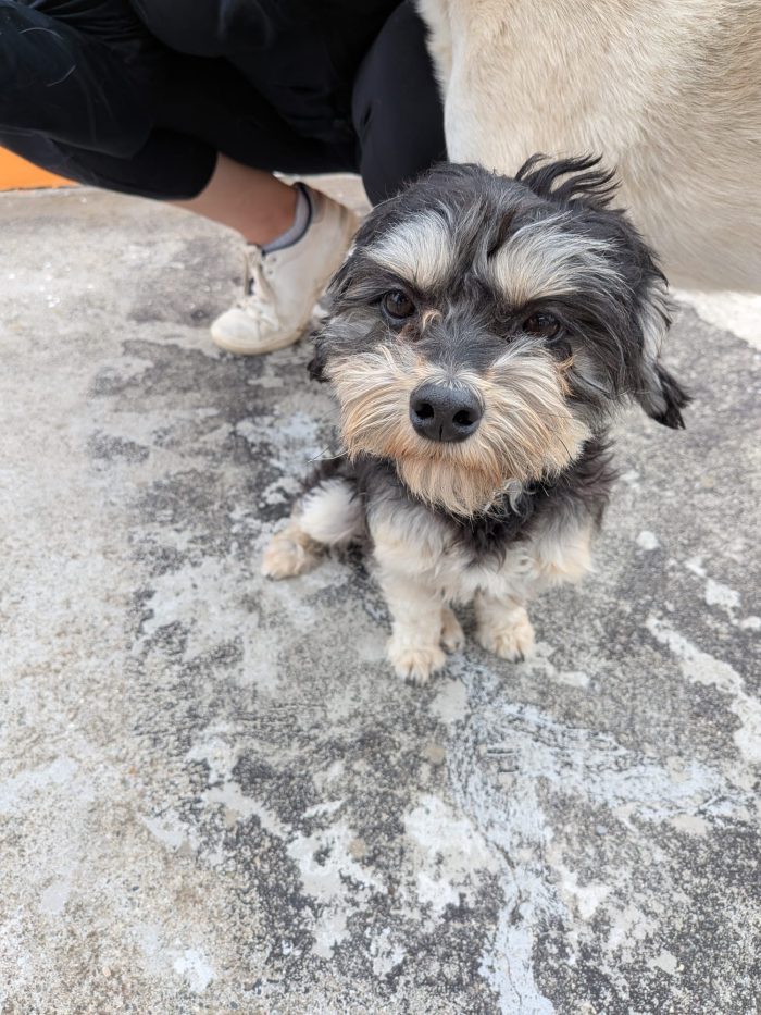 Scotty wants a home