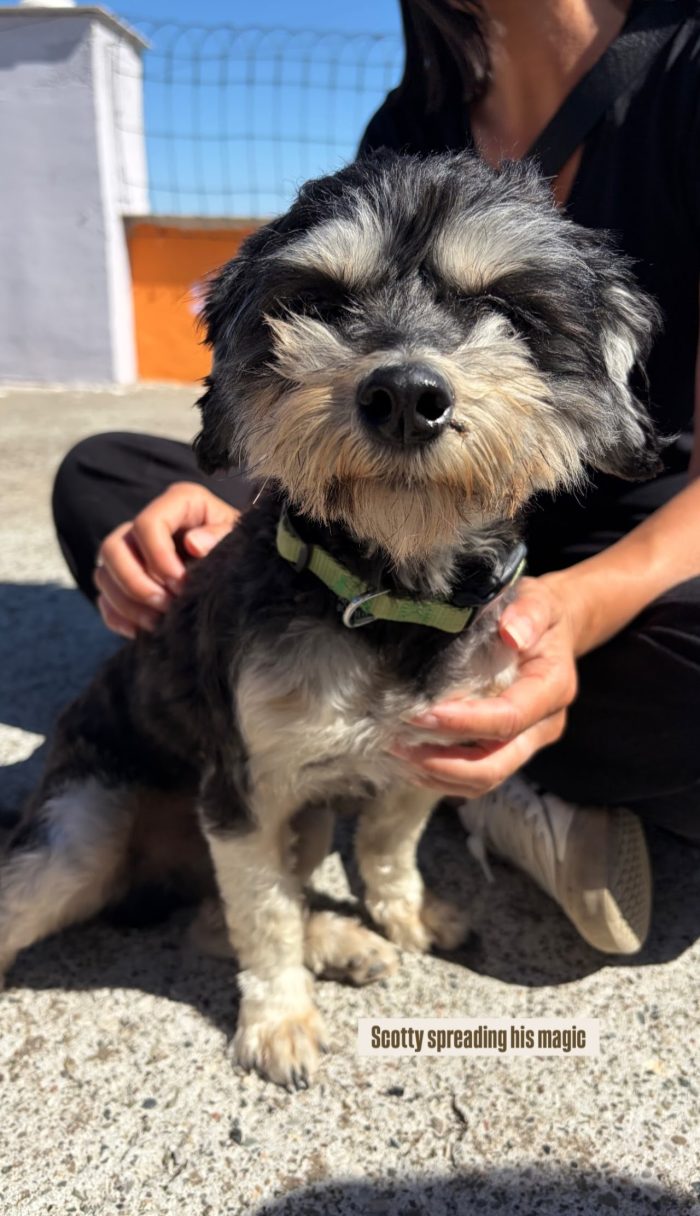 Scotty wants a home