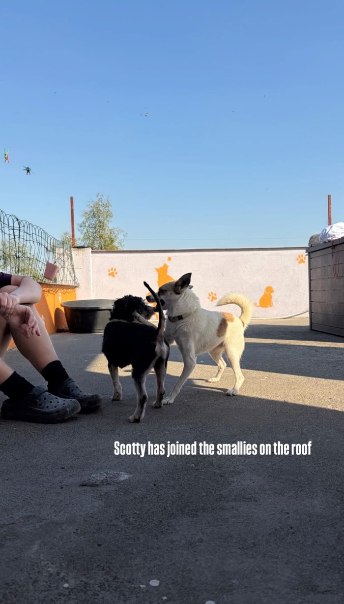 Scotty wants a home - media 5