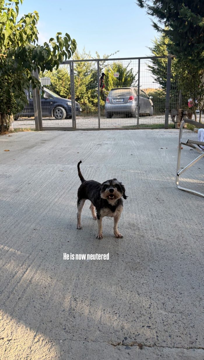 Scotty wants a home - media 6