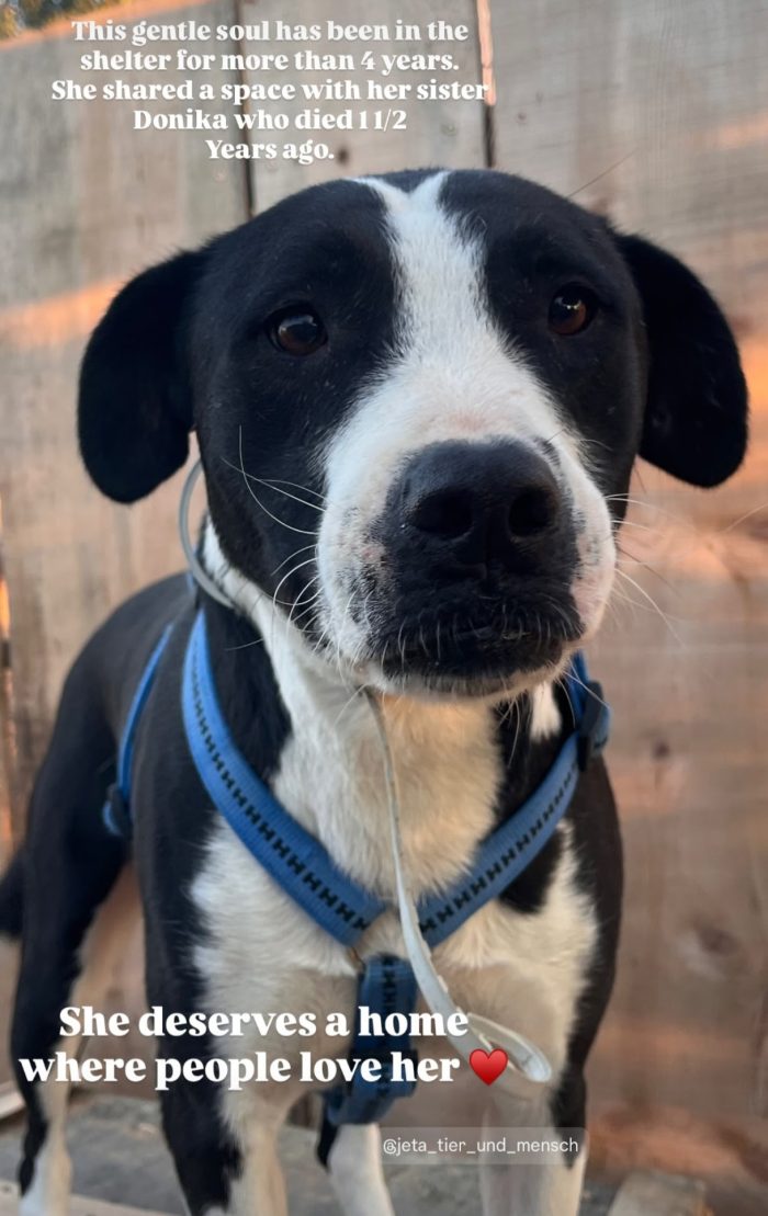 Mamica wants a home