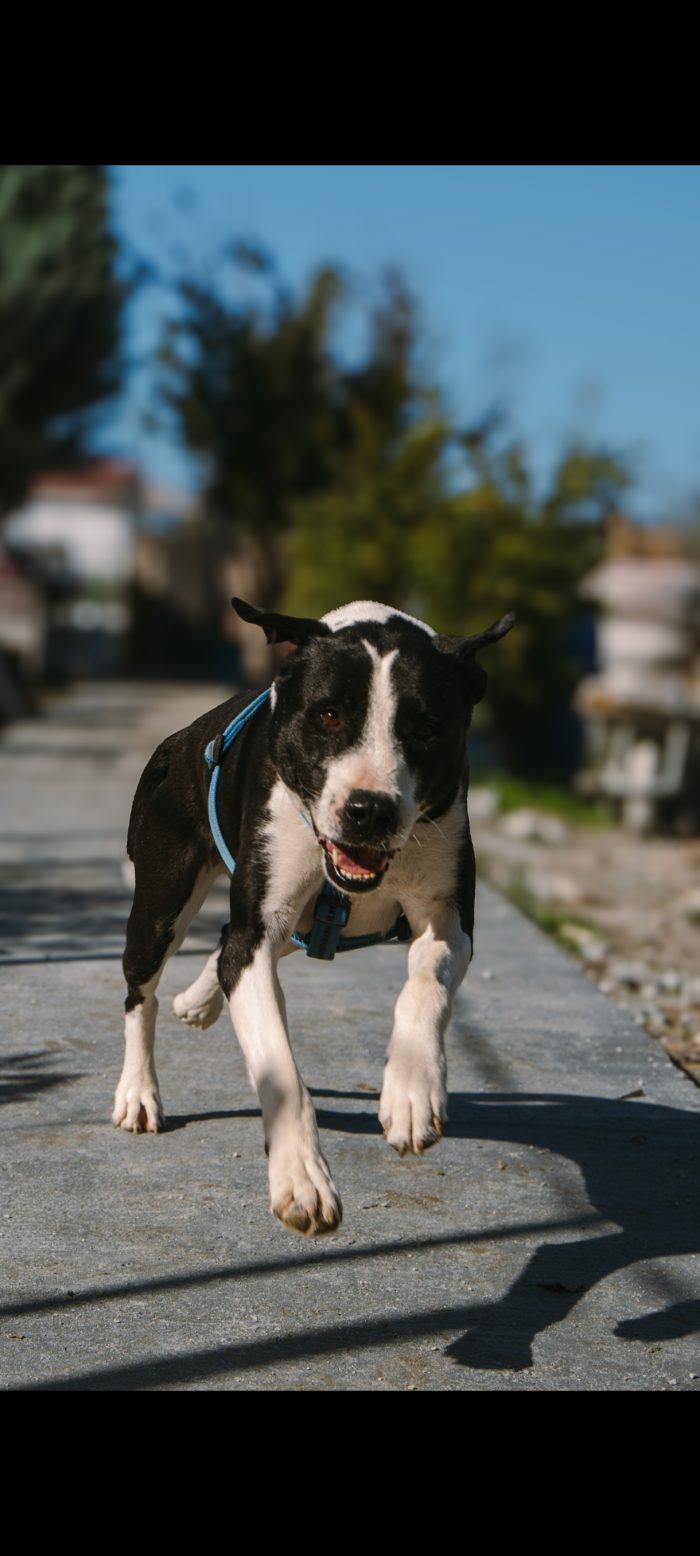 Mamica wants a home