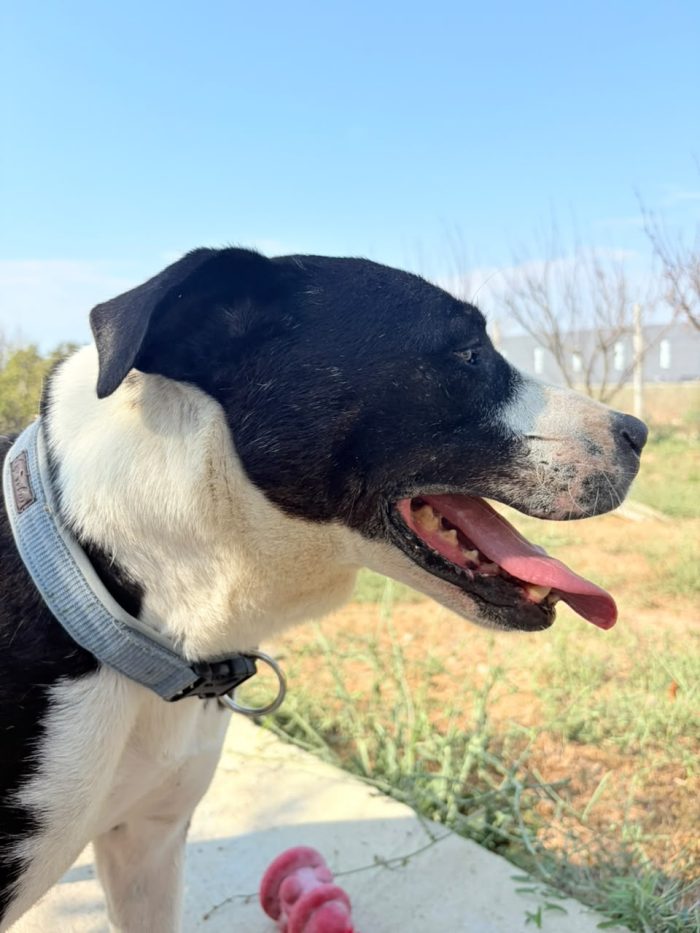 Mamica wants a home - media 5
