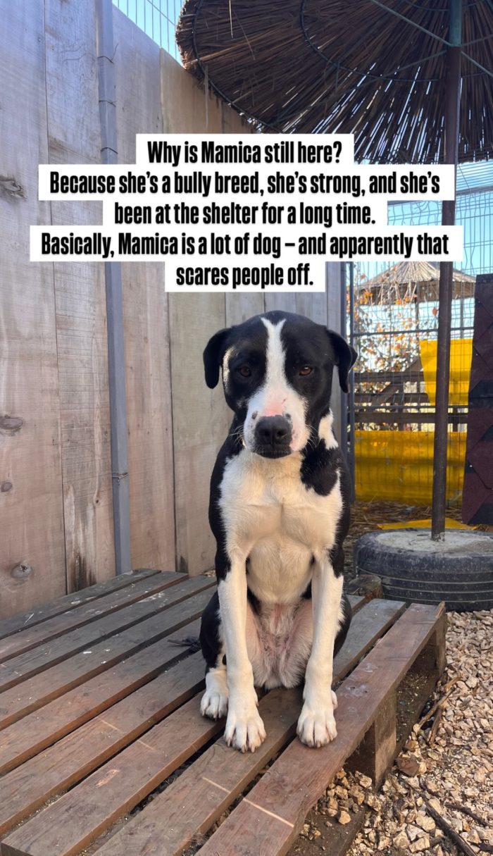 Mamica wants a home - media 10