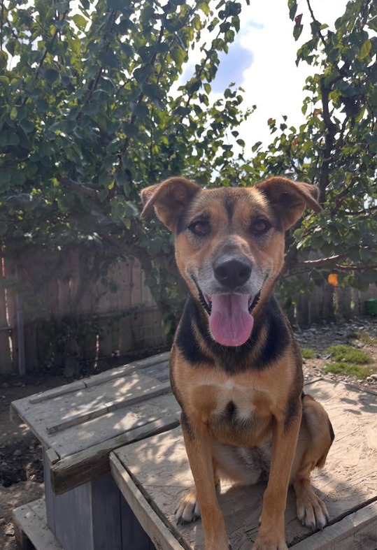 Nina needs a home